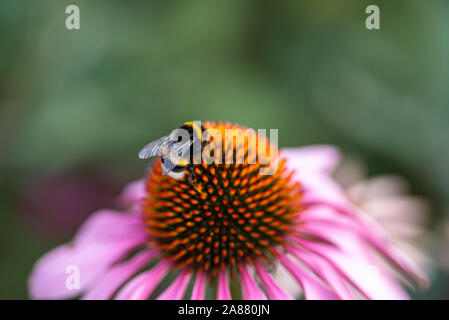 Jardinage écologique. L'échinacée en fleurs fleur, Echinacea purpurea, avec bumblebee on head Banque D'Images