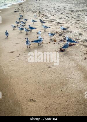 Fort Lauderdale, Floride - mouettes sur la plage Banque D'Images