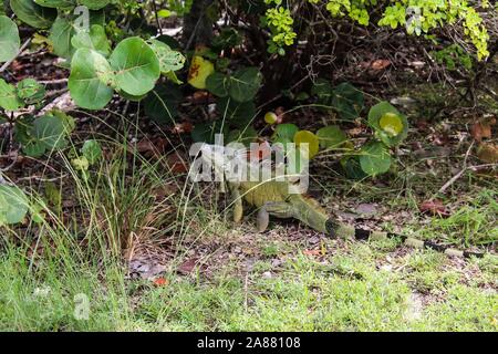 Oleta River State Park à Miami, Floride - l'iguane vert envahissantes causent des dommages à l'environnement Banque D'Images