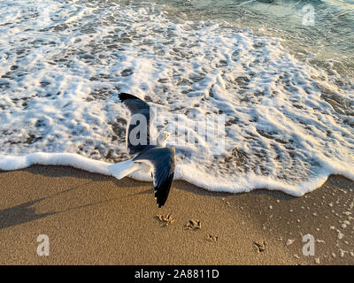 Fort Lauderdale, Floride - mouettes sur la plage Banque D'Images