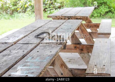 Oleta River State Park, Miami, Floride - Petit sur une table de pique-nique Banque D'Images