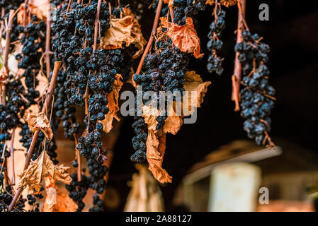 Raisins rouges bouquet de séchage avec des feuilles holding pour être transformé en vin de dessert Banque D'Images