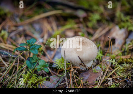 De plus en plus imperméable aux champignons dans la forêt parmi les mousses. Champignons comestibles peu Lisoperdon stick hors de la terre avec naturel. En plein air c Banque D'Images