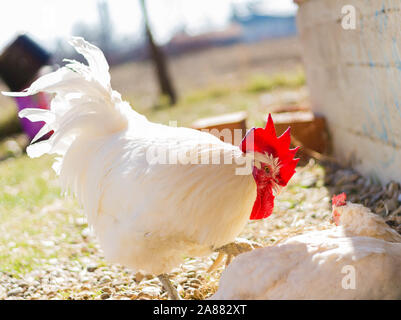 Bresse Gauloise Poulet, coq, Bresse Hühner, Bresse Henne, Hahn, à Janja Bulgarien Banque D'Images