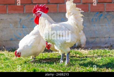 Bresse Gauloise Poulet, coq, Bresse Hühner, Bresse Henne, Hahn, à Janja Bulgarien Banque D'Images