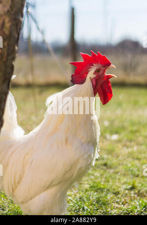 Bresse Gauloise Poulet, coq, Bresse Hühner, Bresse Henne, Hahn, à Janja Bulgarien Banque D'Images