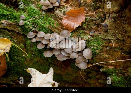 Petits champignons gris sur l'arbre mort Banque D'Images