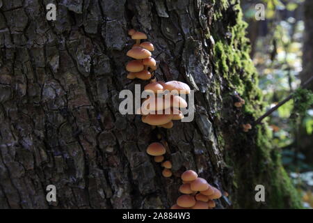 Colybie a sur l'arbre Banque D'Images