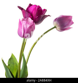 Tulipes fleurs lilas avec des teintes violettes isolé sur fond blanc Banque D'Images