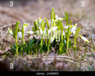 Snowdrop avec Blossom, le réveil du printemps fleur avec bud, l'éveil de la nature. Banque D'Images