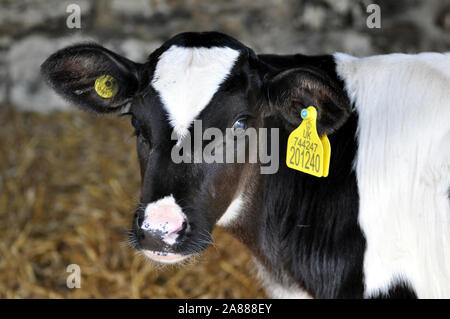 Head shot d'une jeune vache dans une grange. Banque D'Images