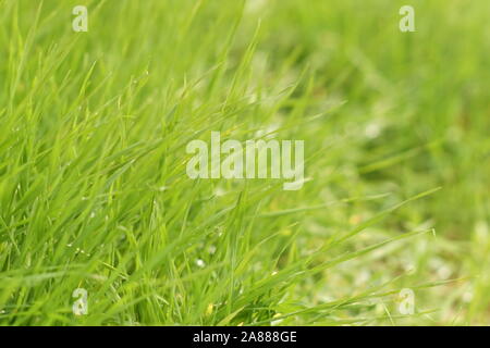 Floral background naturelles avec de l'herbe verte Banque D'Images