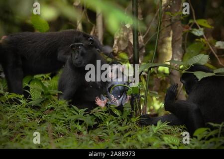 Celebes macaque à crête (Macaca nigra), localement connu sous le nom de yaki, dans la réserve naturelle de Tangkoko Batuangus, dans le nord de Sulawesi, en Indonésie. Banque D'Images