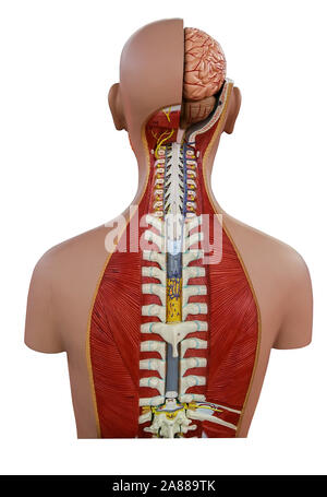 Modèle de l'anatomie de la colonne vertébrale Banque D'Images