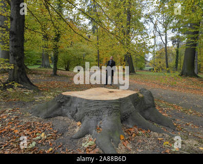 06 novembre 2019, le Brandebourg, Cottbus : Claudius Wecke, gestionnaire du parc dans le parc de Branitz Jardin des stands, derrière une souche d'un hêtre rouge puissant qui était mort à cause de la sécheresse et ont dû être abattus. Lors d'une conférence de presse tenue le même jour au Palais Branitz, le Verein Schlösser und Gärten Deutschland e.V. et le jardin-musée Stiftung Schloss und Park Branitz ont présenté eux-mêmes au public et a parlé de l'endommagement de jardins historiques causés par le changement climatique et les dangers qui en résultent pour le patrimoine culturel. Photo : Patrick Pleul/dpa-Zentralb Banque D'Images