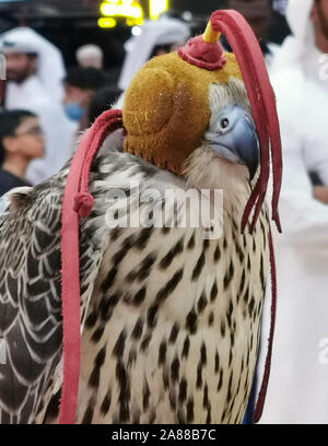 Un faucon de chasse portant un couvre capote sur son siège pendant le festival falcon Banque D'Images