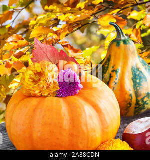 Décorations d'automne avec des citrouilles Banque D'Images