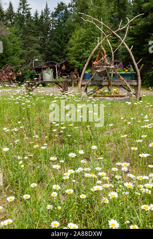 Fleurs marguerites sauvages dans un champ dans le village de Northwoods Boulder Junction, Wisconsin. Banque D'Images