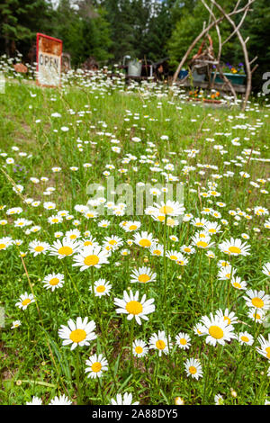 Fleurs marguerites sauvages dans un champ dans le village de Northwoods Boulder Junction, Wisconsin. Banque D'Images