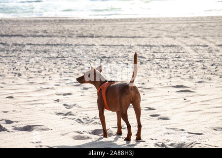 Pinscher Nain chien marche en plein air sur une plage de sable. Banque D'Images