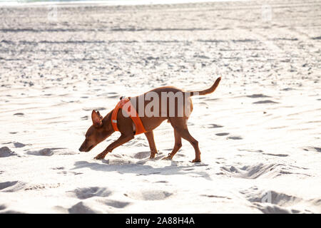 Pinscher Nain chien marche en plein air sur une plage de sable. Banque D'Images