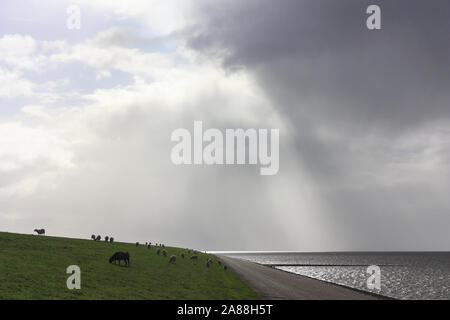 Moutons sur la digue près de la mer des Wadden en Frise aux Pays-Bas sous un ciel d'orage en rétro-éclairage Banque D'Images