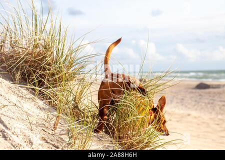 Pinscher Nain chien marche en plein air sur une plage de sable. Banque D'Images