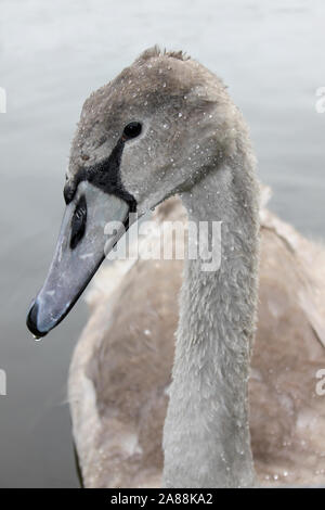 Cygne tuberculé Cygnus olor - préliminaires pour Wigg Island Nature Reserve, Runcorn, Halton, UK Banque D'Images