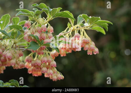 Enkianthus campanulatus Banque D'Images