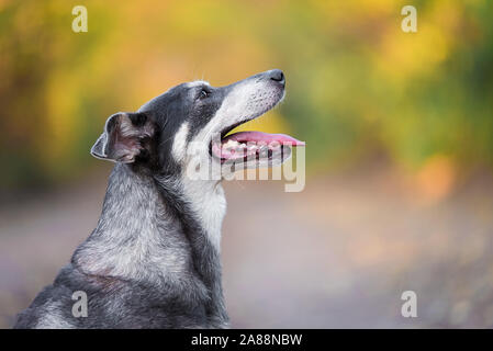 Photo Gros plan d'un chien adorable. Photo extérieur Banque D'Images