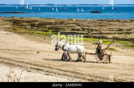 Chevaux remorqués sur la pointe du Conguel plage sur la presqu'île de Quiberon en Bretagne Banque D'Images