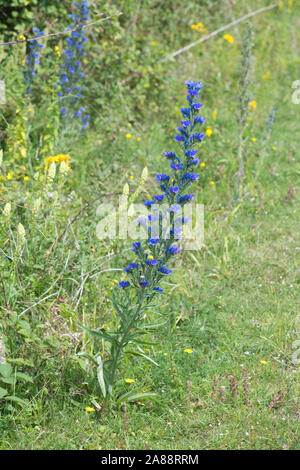 La vipère (Vipérine commune Echium vulgare) croissant sur la craie downland, Hampshire Banque D'Images