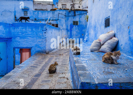 Maroc : Chefchaouen, la ville bleue. Les chats dans la médina Banque D'Images