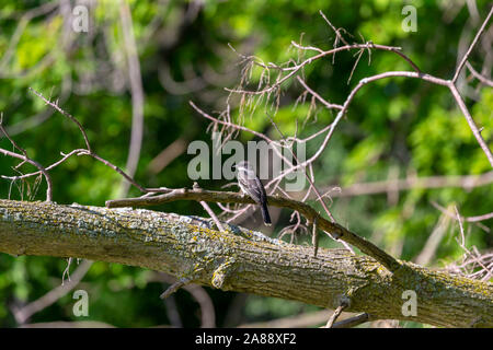 Tyran tritri (Tyrannus tyrannus) assis sur une branche d'un buisson en milieu naturel Banque D'Images