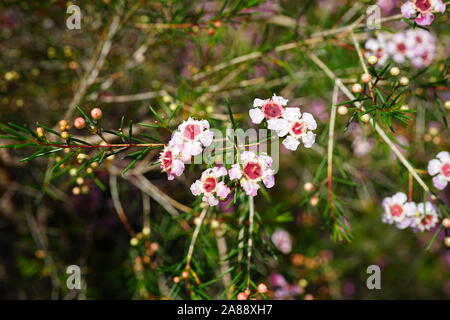 Chamelaucium waxflowers (rose) poussant sur un arbuste Banque D'Images