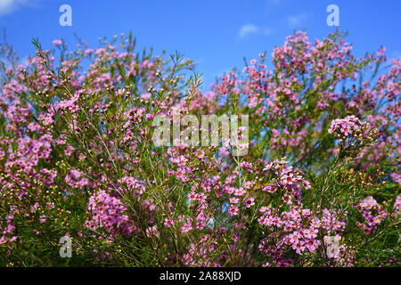 Chamelaucium waxflowers (rose) poussant sur un arbuste Banque D'Images