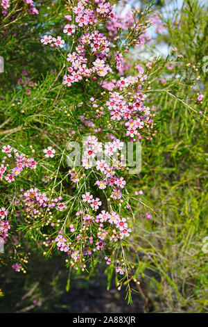 Chamelaucium waxflowers (rose) poussant sur un arbuste Banque D'Images