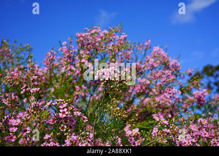 Chamelaucium waxflowers (rose) poussant sur un arbuste Banque D'Images