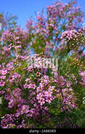 Chamelaucium waxflowers (rose) poussant sur un arbuste Banque D'Images