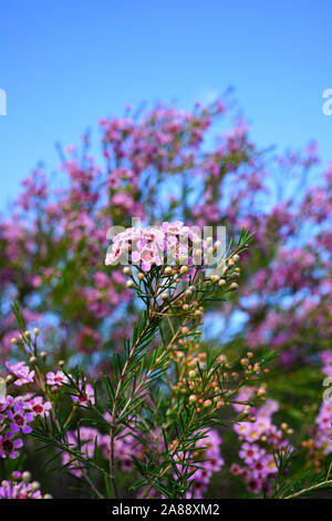 Chamelaucium waxflowers (rose) poussant sur un arbuste Banque D'Images