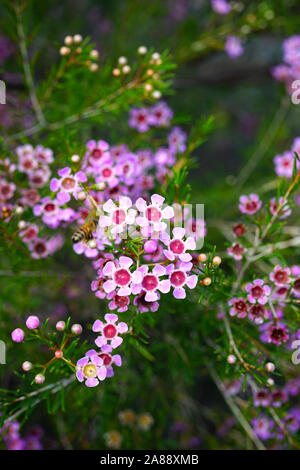 Chamelaucium waxflowers (rose) poussant sur un arbuste Banque D'Images