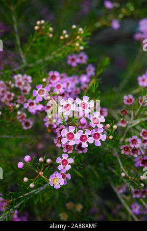 Chamelaucium waxflowers (rose) poussant sur un arbuste Banque D'Images