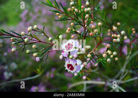 Chamelaucium waxflowers (rose) poussant sur un arbuste Banque D'Images