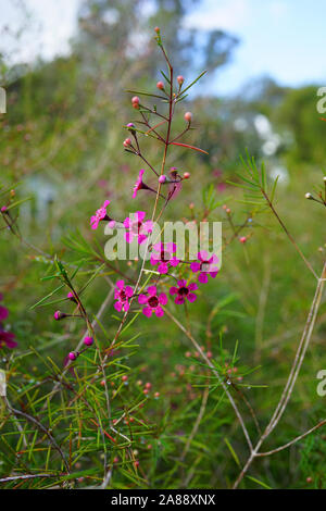 Chamelaucium waxflowers (rose) poussant sur un arbuste Banque D'Images