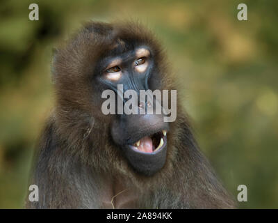 Le babouin gélada (Theropithecus Gelada) en captivité Banque D'Images