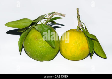 Close up de deux fruits orange vert isolé sur fond blanc. Banque D'Images