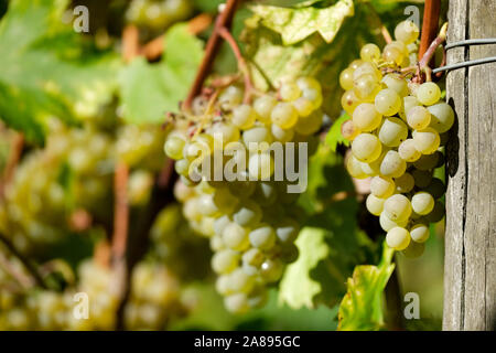 Close-up de raisins blancs bien mûrs d'un raisin 'Phöenix, Vitis vinifera 'Phoenix' sur la vigne Banque D'Images