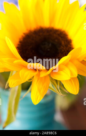 Gros plan d'une fleur de tournesol Banque D'Images