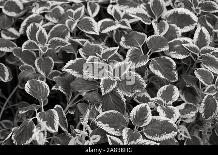 Leaf noir et blanc Banque D'Images