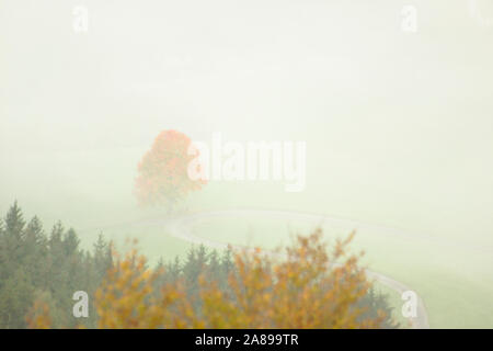 Érable, couleurs d'automne, vue à partir de la Versoix près de Blumberg, automne, Forêt Noire, Allemagne Banque D'Images